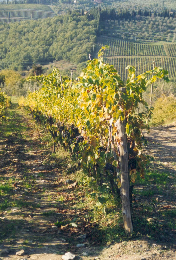 wein2